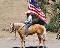 flashy-quarter-horse