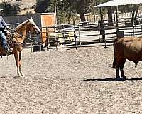 husband-safe-quarter-horse