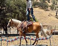 kid-safe-quarter-horse
