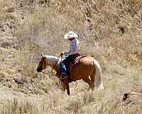 performance-quarter-horse
