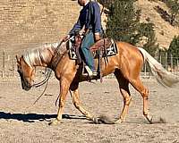 ranch-quarter-horse