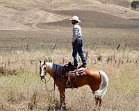 ranch-versatility-quarter-horse