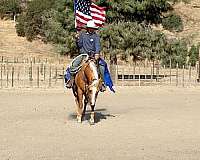 ranch-work-quarter-horse
