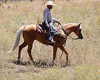 ridden-western-quarter-horse