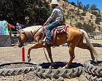 roping-quarter-horse