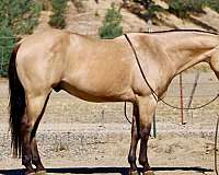 athletic-quarter-horse