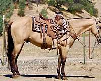 beginner-quarter-horse
