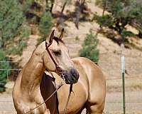 calf-roping-quarter-horse