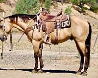 endurance-quarter-horse