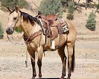 experienced-quarter-horse