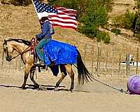 flashy-quarter-horse