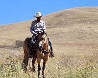 husband-safe-quarter-horse