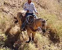kid-safe-quarter-horse