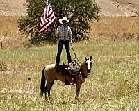 performance-quarter-horse