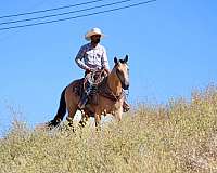ranch-quarter-horse