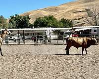 ranch-versatility-quarter-horse