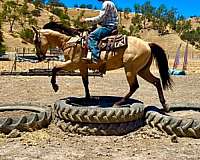 ranch-work-quarter-horse