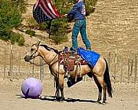 roping-quarter-horse
