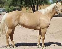 athletic-quarter-horse