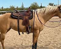barrel-quarter-horse