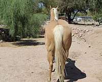 calf-roping-quarter-horse