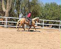 endurance-quarter-horse