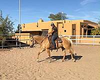 experienced-quarter-horse