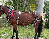 bay-western-r-pony