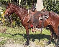 all-around-pony