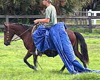 athletic-pony