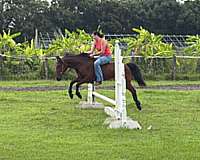 beginner-pony