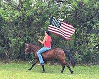 driving-pony