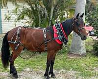 endurance-pony