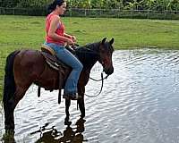 equitation-pony