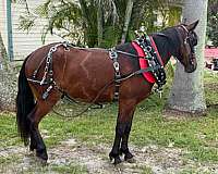 eventing-pony