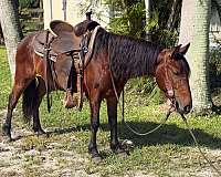 english-pleasure-pony