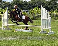 hunt-seat-equitation-pony