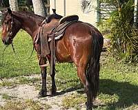 horsemanship-pony