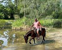 hunter-under-saddle-pony