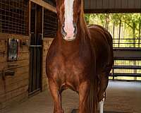 athletic-draft-horse