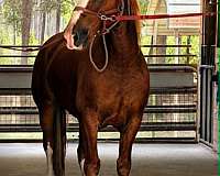 beginner-draft-horse