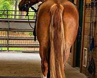 draft-horse