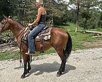 aqha-quarter-horse