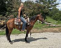aqha-gelding-quarter-horse