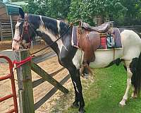 blackwhite-horse