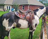 overo-blackwhite-horse