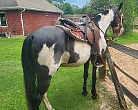 blue-eyed-tennessee-walking-horse
