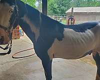 flashy-tennessee-walking-horse