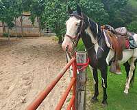 gaited-tennessee-walking-horse