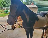 kid-safe-tennessee-walking-horse